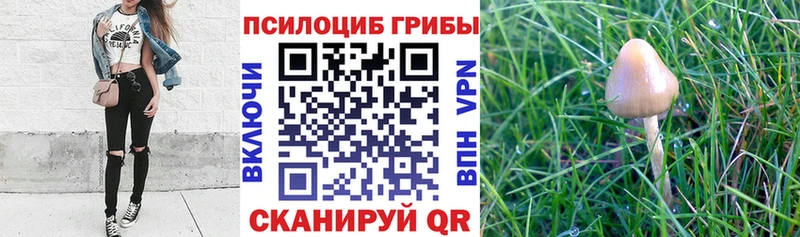 kraken tor  Серов  Псилоцибиновые грибы MAGIC MUSHROOMS 